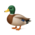 duck